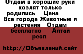 Отдам в хорошие руки козлят.только родились. › Цена ­ 20 - Все города Животные и растения » Отдам бесплатно   . Алтай респ.